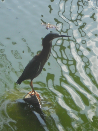 photo 626305