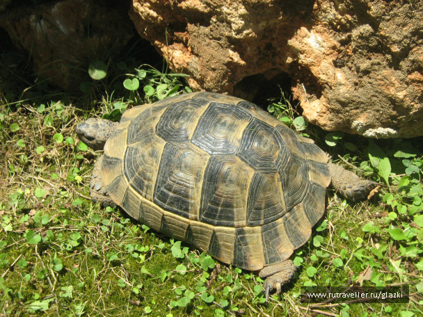 photo 261220