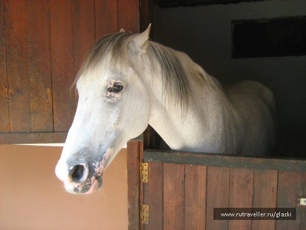 photo 261833