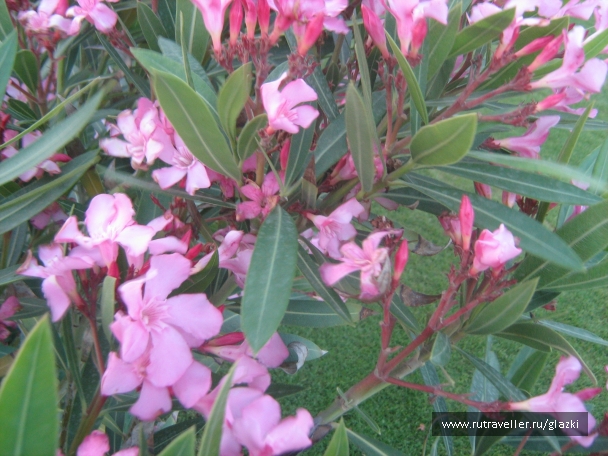 photo 262005