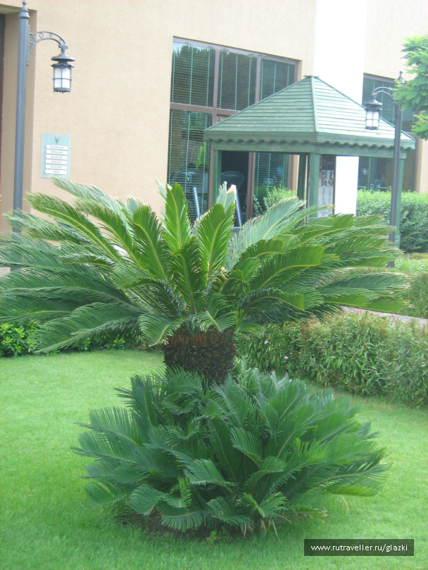 photo 262515