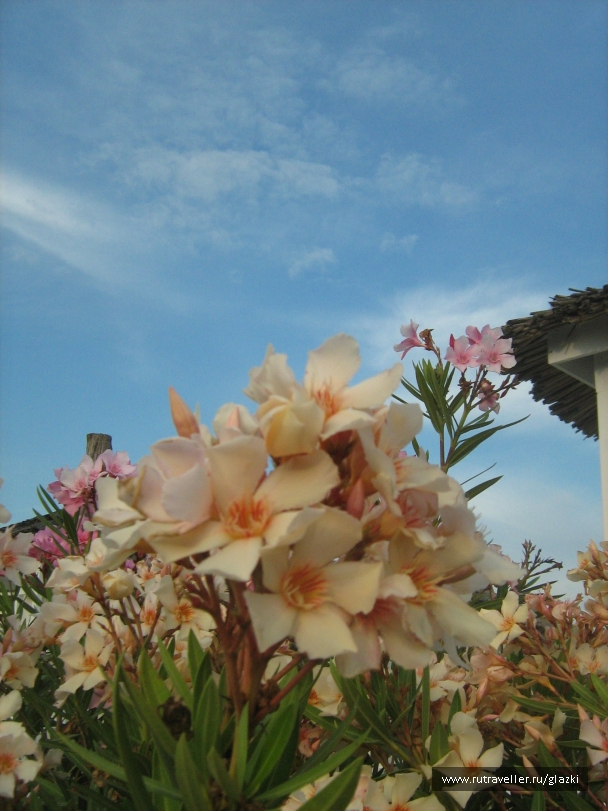 photo 263321