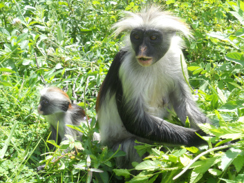 photo 378442