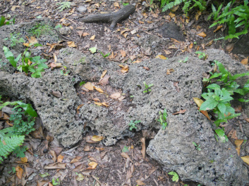 photo 378445