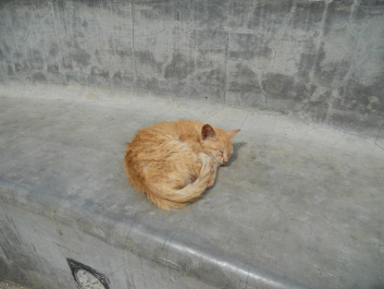 photo 386183
