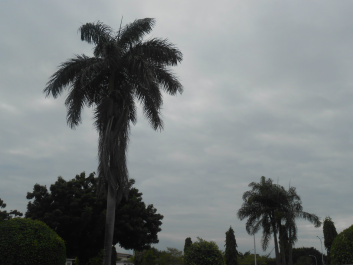 photo 456333