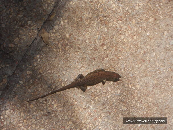 photo 574509