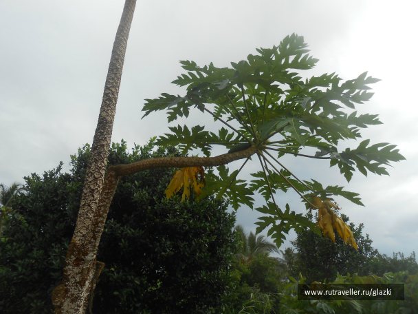 photo 613521