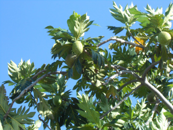 photo 427684