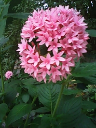 photo 433985