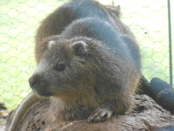 photo 436374