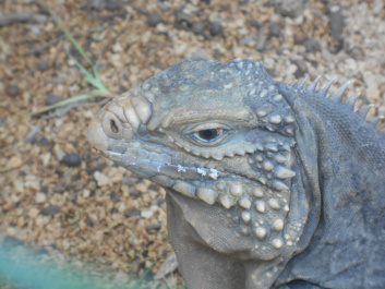 photo 436375