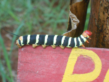 photo 436376