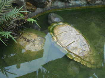 photo 436377