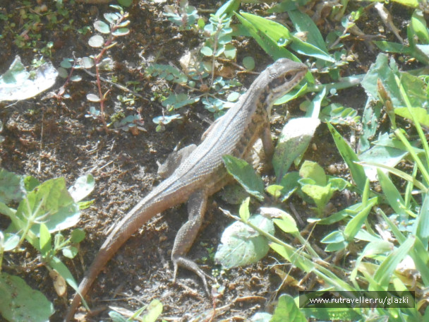 photo 516703
