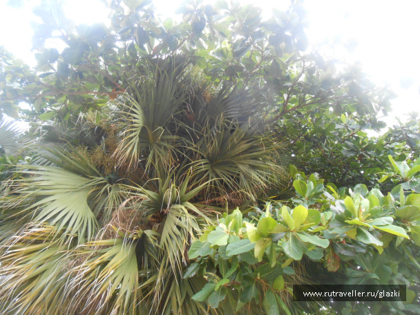 photo 518189