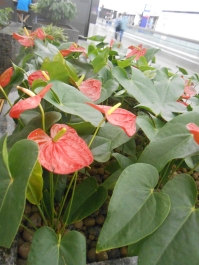 photo 775203