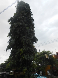 photo 794587