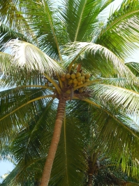 photo 974285