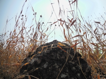 photo 978837