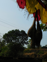 photo 982675