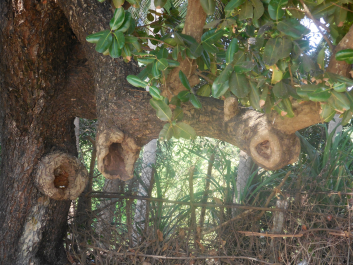photo 982677