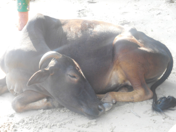 photo 992371