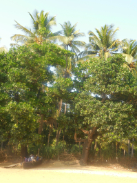photo 992372