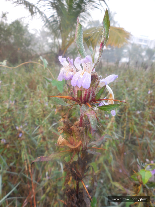 photo 1050853