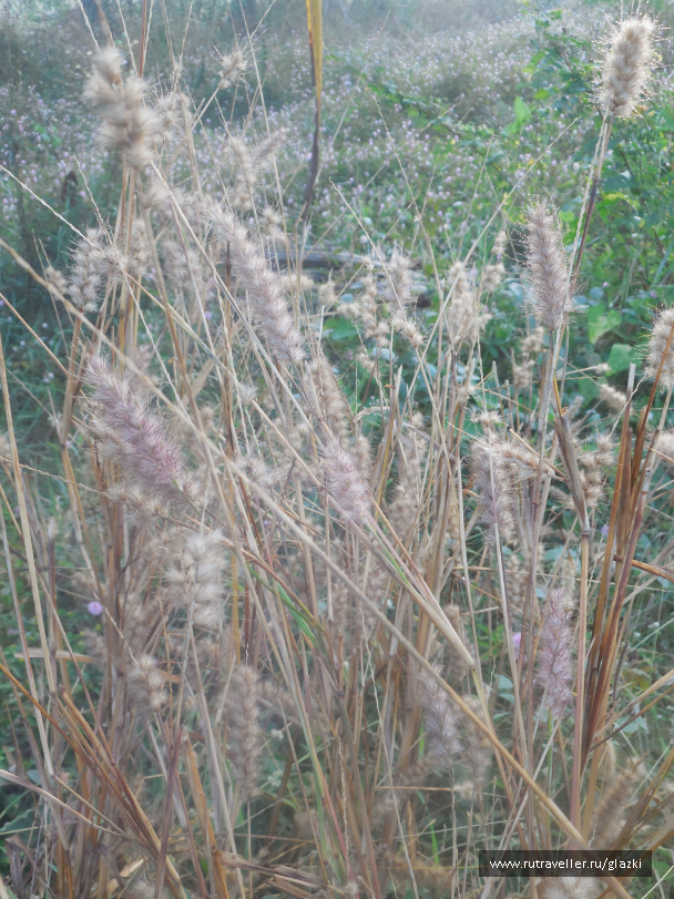 photo 1050854
