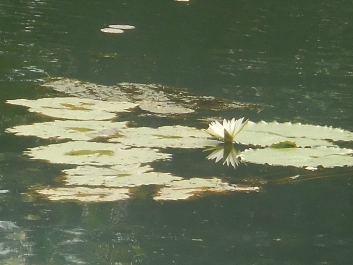 photo 965708
