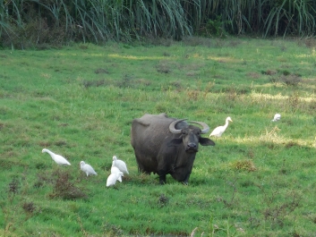 photo 966374