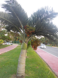 photo 1243223