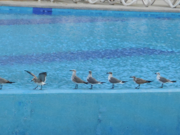 photo 1265679