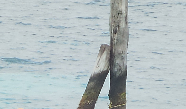 DSCN9206