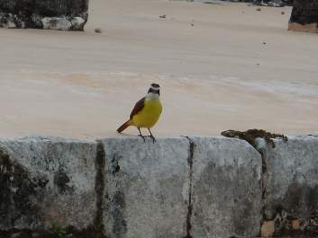 photo 1238217