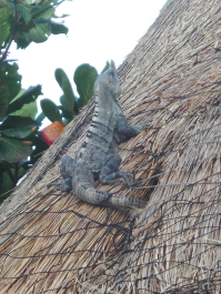 photo 1249197