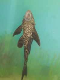 photo 1241411