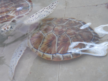 photo 1276370