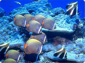 maldives_ribki