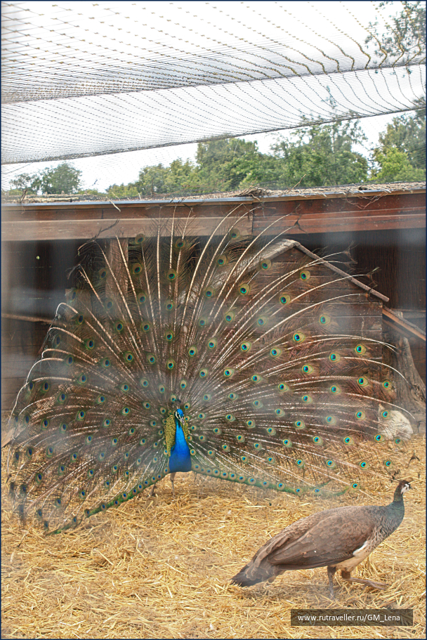 photo 1396421