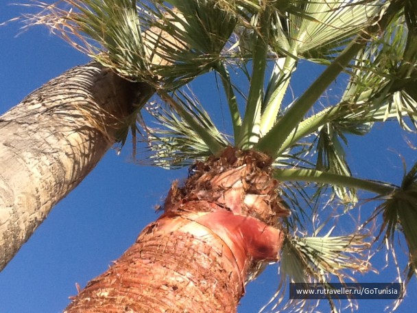 photo 1310700