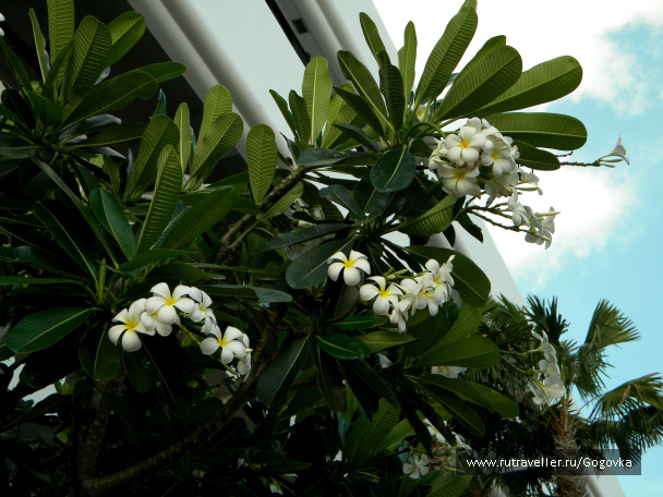 photo 85833