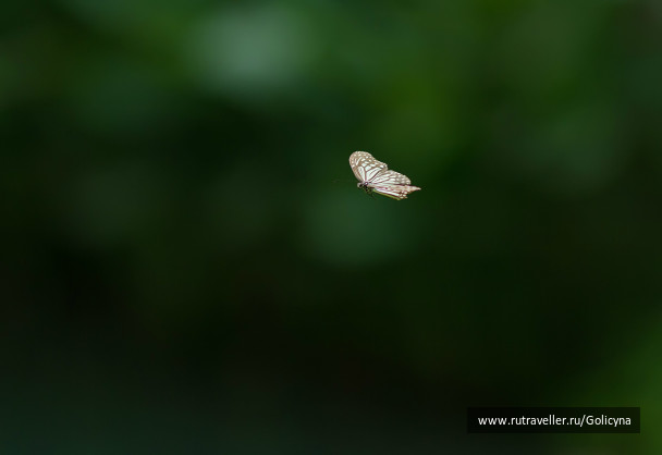 photo 335171