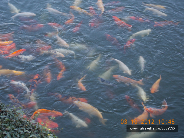 photo 225427