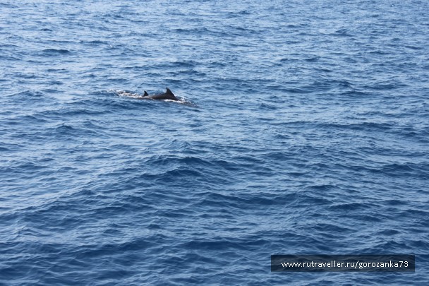 photo 738396