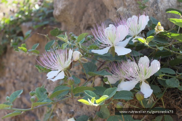 photo 792321