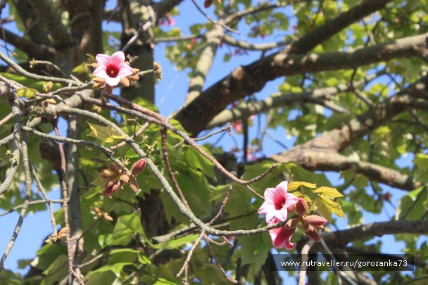 photo 836383