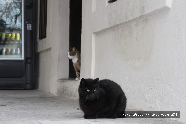 photo 1023055