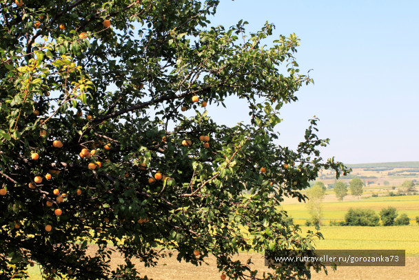 photo 1345837